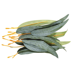 Gum Leaves Pack 50